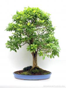 duranta, excelsa, bonsai duranta excelsa bonsai