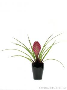 Tillandsia cyanea mázas kaspóban 01.
